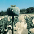 Thumbnail image for Heroin