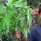 Thumbnail image for What Parents need to know about marijuana.