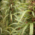 Thumbnail image for Marijuana Induced Psychosis