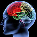 Thumbnail image for Addiction & the Brain’s Reward Pathway