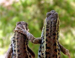 Post image for New Face of Codependency